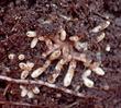 Frankia Actinorhizal Symbiosis Root Nodules are GOOD! - grid24_24