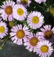 Erigeron 'WR' ,Wayne Roderick Daisy.. It's kind of funny that Wayne didn't want his name on the plant, but it's a great plant and WR (which he originally called it) didn't do him justice. - grid24_24