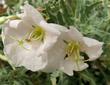 Oenothera deltoides, desert primrose fragrant white flowers - grid24_24