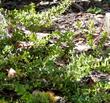 This is a beautiful groundcover manzanita for most of coastal Caliofnria - grid24_3