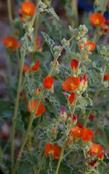Sphaeralcea emoryi, Emory's Desert Mallow  flowers are a deep orange. - grid24_24