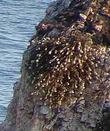 Eriogonum parvifolium, Cliff Buckwheat in Shell Beach. - grid24_24