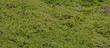 An old  unwatered  groundcover of Baccharis pilularis pilularis, Pigeon Point - grid24_3