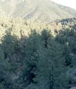 Single-leaf Pinyon, Pinus monophylla growing in a forest in the Southern Sierras - grid24_24