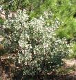 Arctostaphylos mariposa in flower. - grid24_3