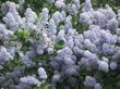 Ceanothus Remote Blue has a lot of blue flowers on green glossy foliage. - grid24_3