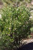 Arctostaphylos patula in the ground in Santa margarita. Greenleaf manzanita becomes a nice 6 foot bush where the snow doesn't crush it. - grid24_24