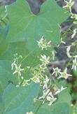 Marah fabaceus fabaceus Wild Cucumber - grid24_3