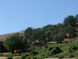 A Quercus alvordiana woodland in the Temblor range. The trees are about 30 ft tall and wide.. - grid24_3