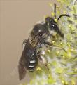An Andrena Bee working the flowers of Salix, Arroyo Willow. - grid24_24