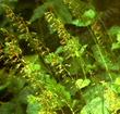Tolmiea menziesii Youth-On-Age - grid24_3