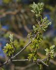 Quercus lobata, Valley oak (catkins) flowers. - grid24_24