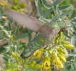 Anna Hummingbirds love Bladderpod flowers. - grid24_24