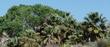California Fan Palm (Washingtonia filifera) - grid24_24