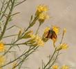 A skipper sipping nectar from a flower of Chrysothamnus nauseosus, Rabbitbrush. - grid24_3