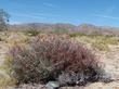 Beloperone californica, Chuparosa bush in Joshua Tree - grid24_24