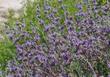Salvia Bee's Bliss as a sage groundcover. - grid24_24