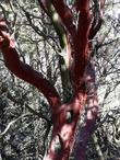 Arctostaphylos obispoensis San Luis Obispo Manzanita trunk of an old tree. Maybe 70-100 years old. - grid24_3