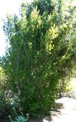 The Island Mountain Mahogany is about twenty years old. No pruning and you can see the form. - grid24_24