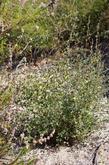 This is a young Mountain Mahogany after a couple of years with no water. It is mixed in with Trichostema and Chamise here. But nearby it's mixed with scrub oak and Pitcher sage. - grid24_24
