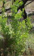 Create your own desert mountain oasis with Desert Olive and Deer Grass - grid24_24
