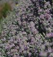 Here are the flowers of Salvia leucophylla Pt. Sal on a steep slope. - grid24_24