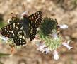 A Northern Checkerspot on a Black Sage Flower. - grid24_24
