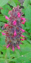 Salvia spathacea, Powerling Pink pink flower spike. - grid24_3