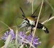 This Bumblebee Moth was working the flowers of Monardella villosa obispoensis. - grid24_24