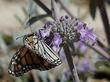 A Monarch Butterfly on Salvia Vicki Romo - grid24_24