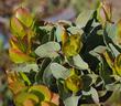 The new growth on the Arctostaphylos glauca from Los Angeles. This Big Berry manzanita is a little bush. - grid24_24