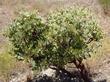 Here is a 10 year old Los Angeles manzanita. The original plant was along Kanan Rd. and was only 3 feet tall. - grid24_3
