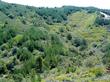 Here is a broder view of where Arctostaphylos glandulosa howellii.lives.  It is a knee high groundcover mixed with Bishop Pines. - grid24_3