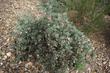 Arctostaphylos glandulosa adamsii makes a little gray bush that can be used as a ground cover. - grid24_24