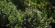 Arctostaphylos refugioensis is a nice large groundcover  or small bush manzanita. - grid24_24