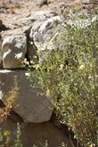 Salazaria mexicana, Bladder sage or Paperbag bush growing in decomposed granite at the Santa Margarita Nursery. - grid24_24