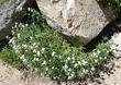 Anaphalis margaritacea, Pearly Everlasting growing at the base of rocks. - grid24_24