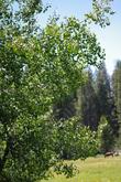 Populus tremuloides, Quaking aspen at 7400 ft. in the Sierras - grid24_24