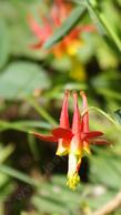 Western Columbine was on the edge of a meadow at 7400 ft, 2100 meters in the Sierras but grows fine in most native gardens. This native plant is easy to grow in a shady conventional garden. - grid24_24