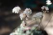 Eriogonum kennedyi, Kennedy Buckwheat flowers. - grid24_24