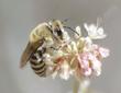 A female Colletes, Plaster bee on Eriogonum elongatum, Buckwheat flowers. - grid24_24