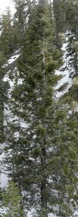 White fir in the Mt. Pinos area. Incredibly slow for us. - grid24_24