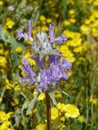 Salvia carduacea, Thistle sage out in Carrizo plains - grid24_24