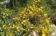 Viguiera laciniata, San Diego Sunflower - grid24_3