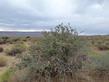 Mahonia haematocarpa in the Nevada Desert - grid24_24