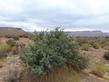 Red barberry at the Nevada-Utah - grid24_24