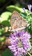 Different species of butterflies, like this fritillary, sip nectar from the flowers of Monardella subglabra, Mint Bush. - grid24_24