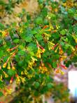 Ribes aureum gracillimum, Golden currant, berries and flowers for birds - grid24_24