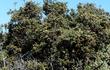 Quercus durata as a mature bush-tree. - grid24_24