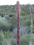 Yucca whipplei percusa, Our lord's candle in bud and with seed heads. - grid24_24